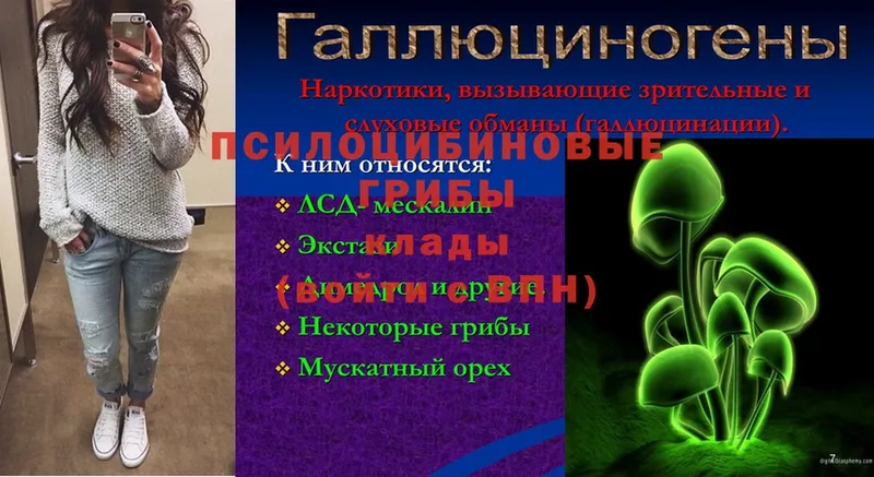 Галлюциногенные грибы Psilocybe  Дальнегорск 