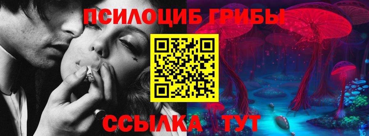 Псилоцибиновые грибы Psilocybe Дальнегорск